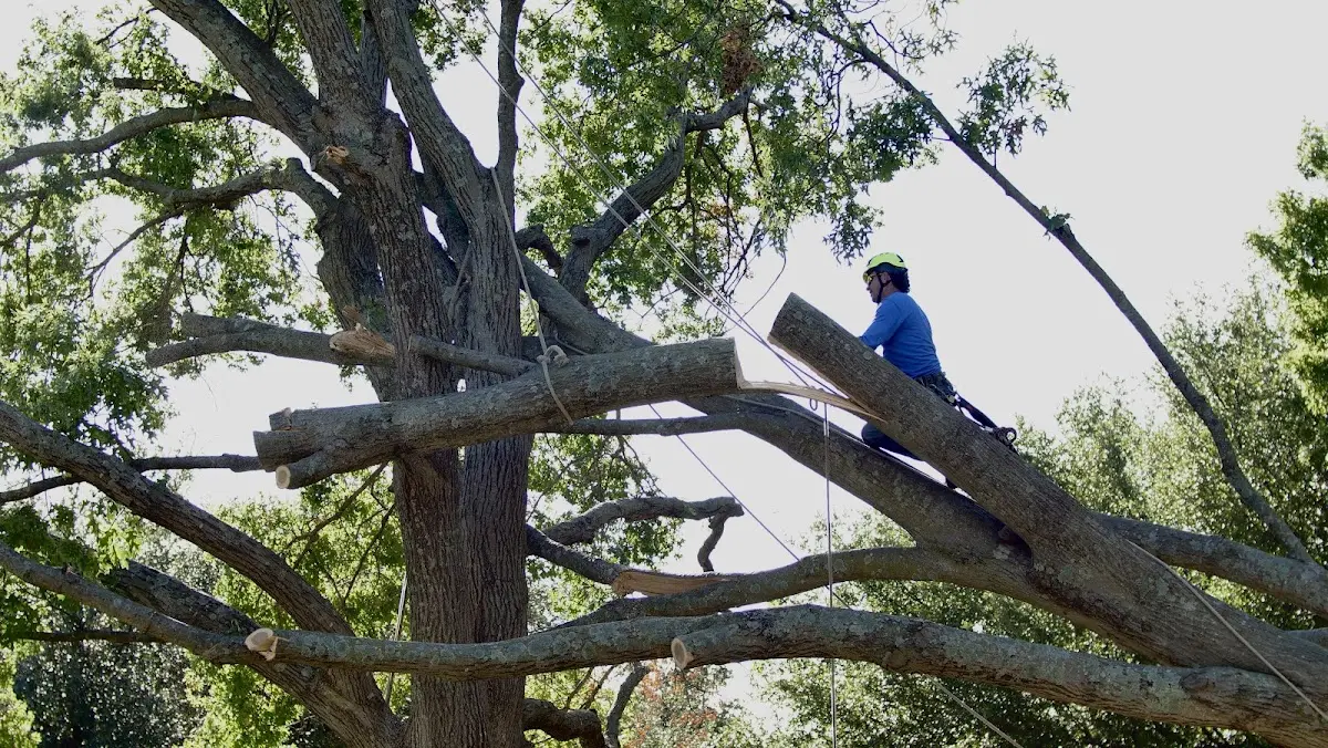 Professional Crown Thinning performed by certified arborists in Selma
