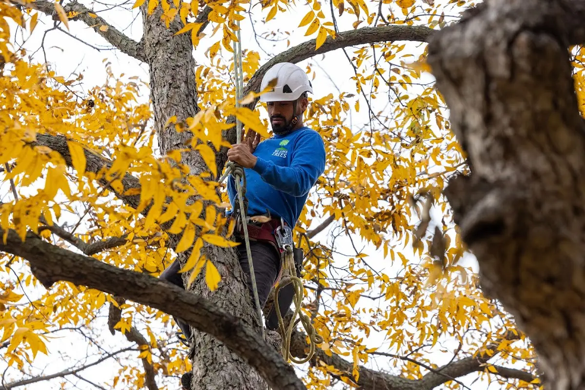 Skilled Tree Planing crew working in Selma